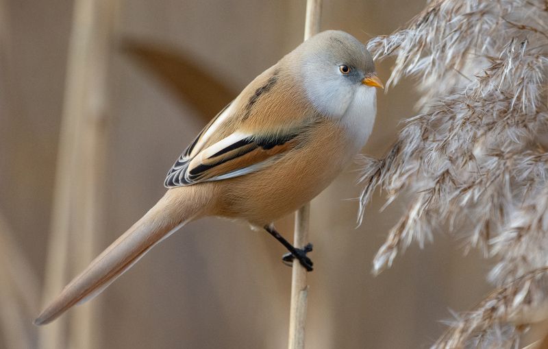 Усатая синица,Panurus biarmicus Усатая синица (Panurus biarmicus), самка. фото превью