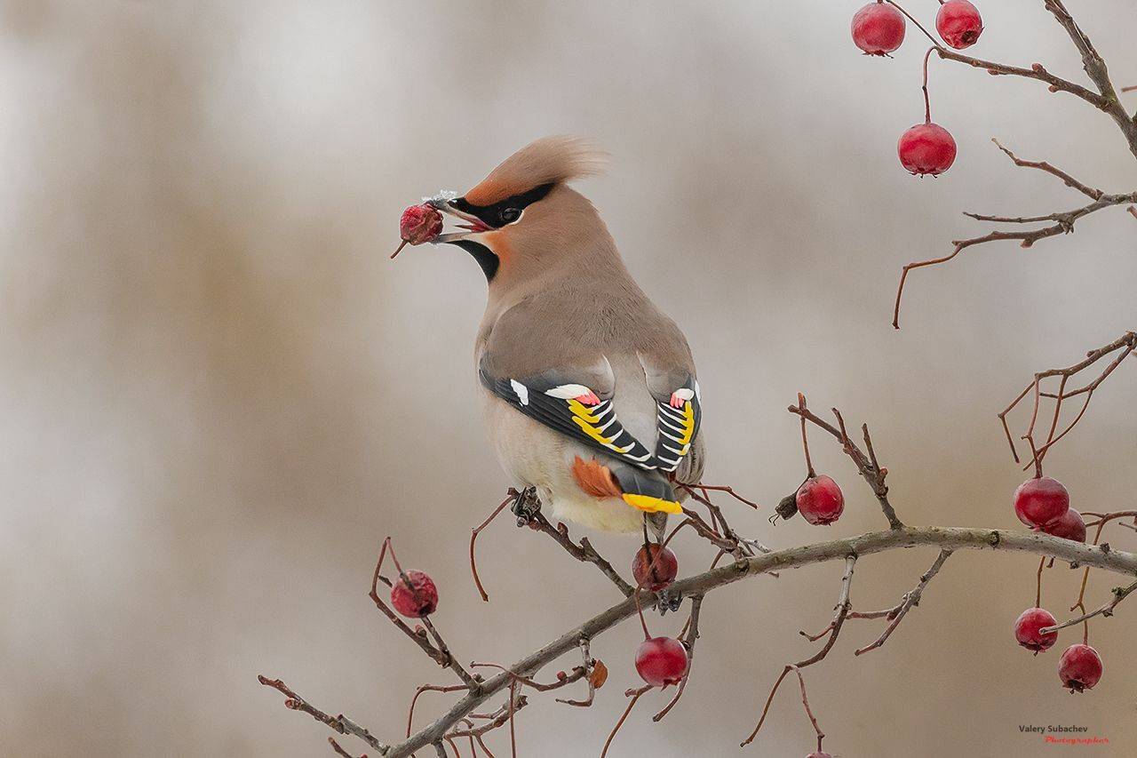 , Валерий Субачев