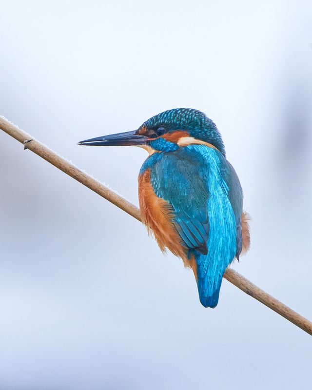 Обыкновенный зимородок фото превью