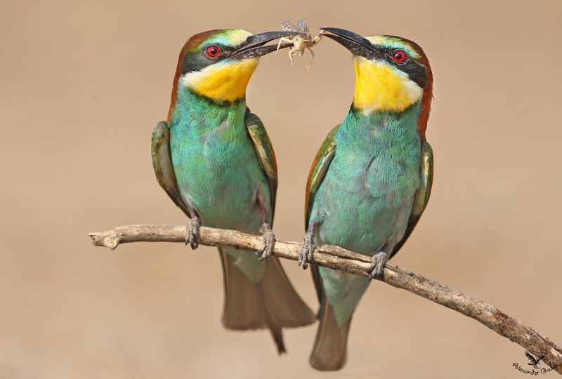 золотистая щурка. Угощайся, дорогая. фото превью