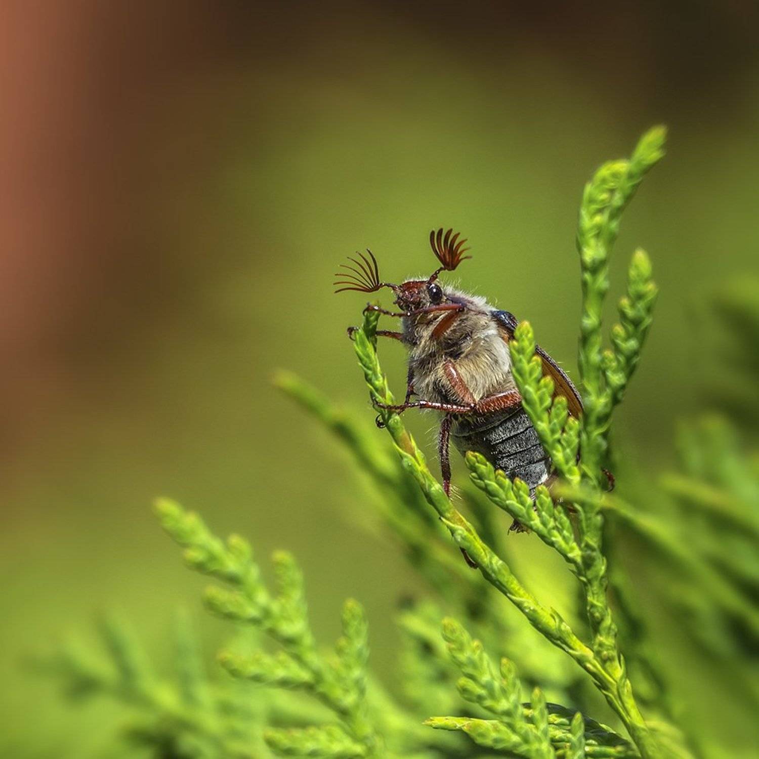 , Анатолий Макоедов