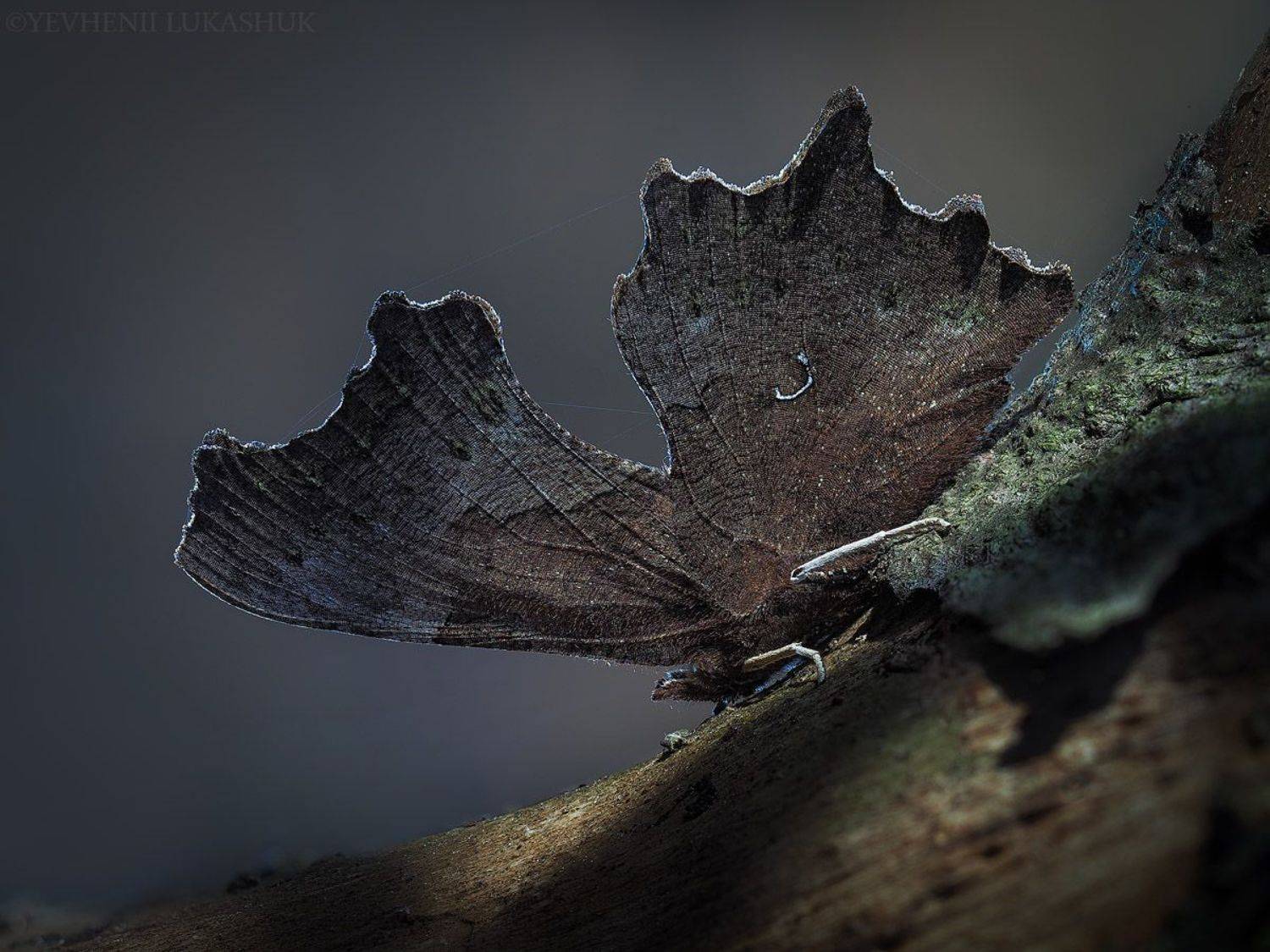 , Лукашук Евгений