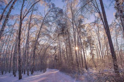 Зимний лес в хрустальных нарядах