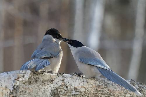 Клюв закрой! Помолчи немного!!