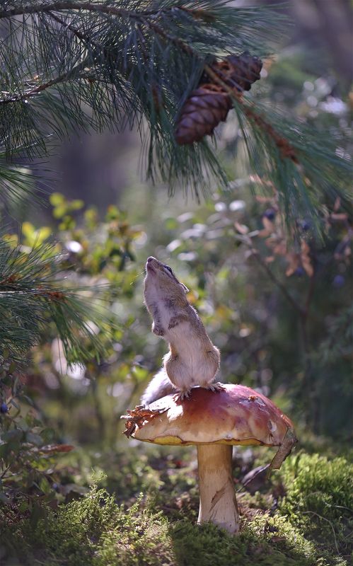 нерюнгри, бурундук, якутия, дикие_животные, женялевина, евгениялевина, животныеякутии, бурундукиибелкилевиной Я - ракета! фото превью
