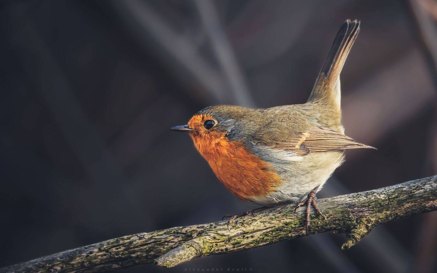 зарянка, малиновка, Круль Александр