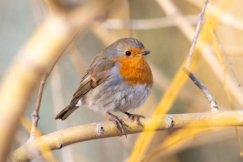 Erithacus rubecula