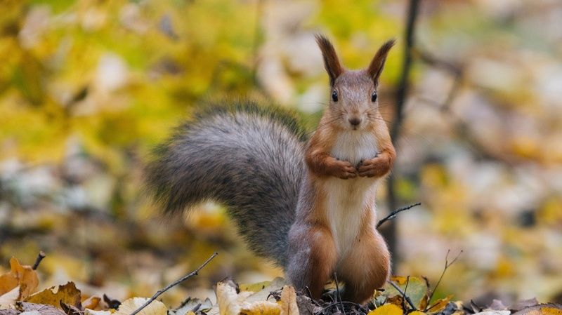 белки, животные Попрошайка орешков фото превью