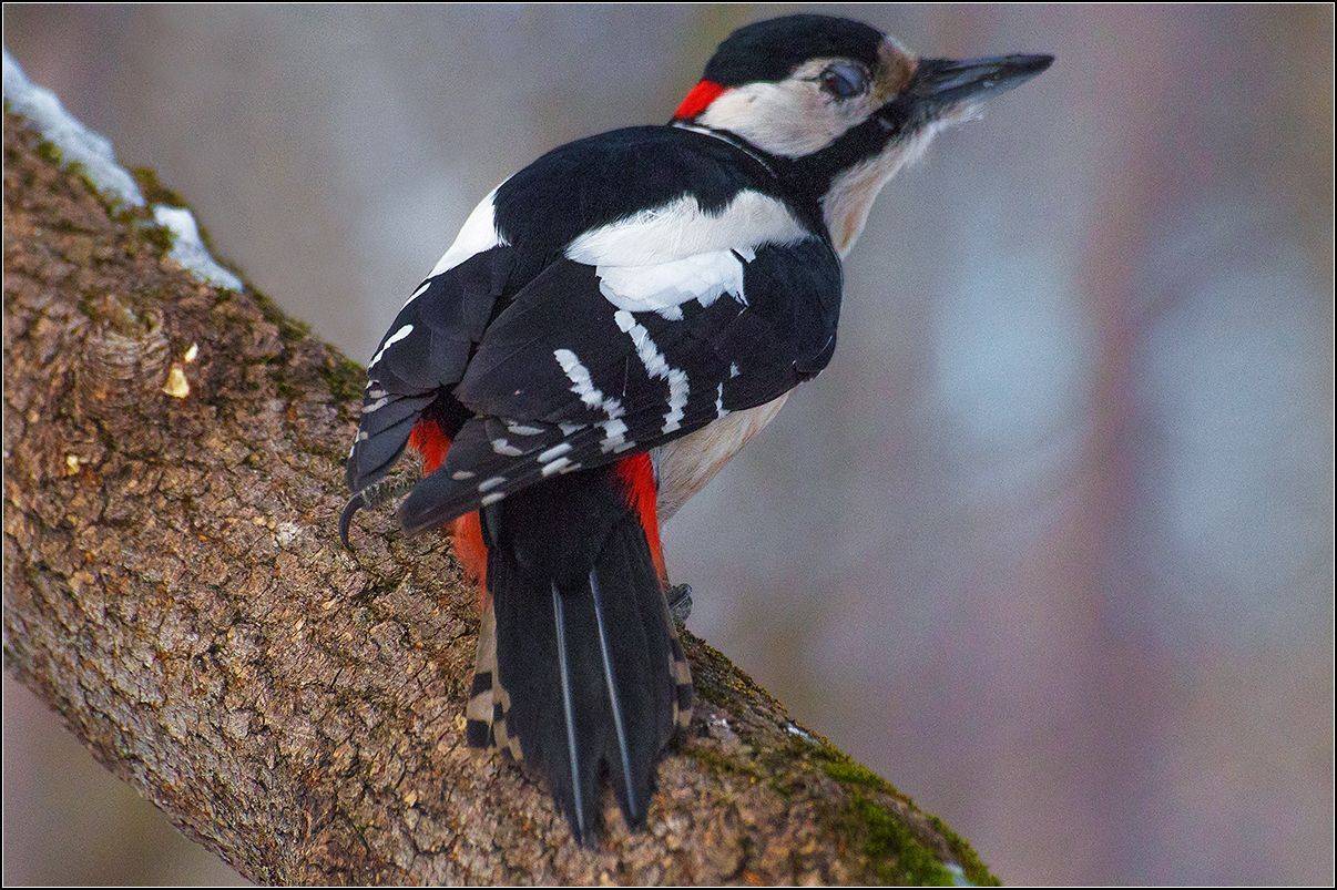 москва, осень, зима, парк, дятел, АНАТОЛИЙ ДОВЫДЕНКО