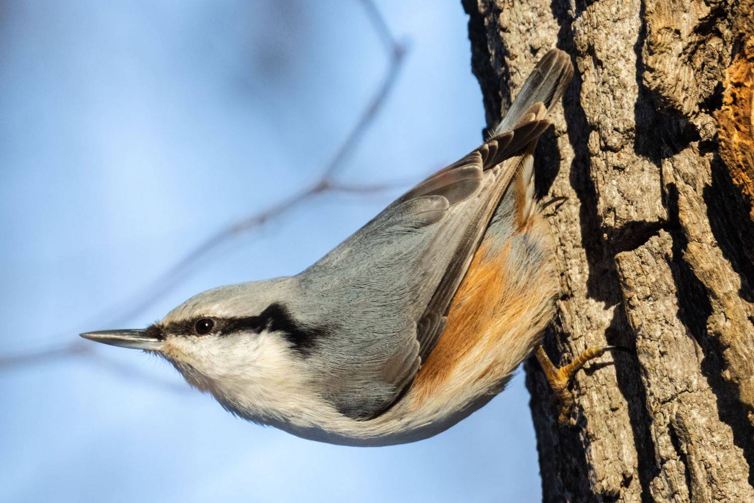 поползень, птицы, пернатые, Глебов Сергей