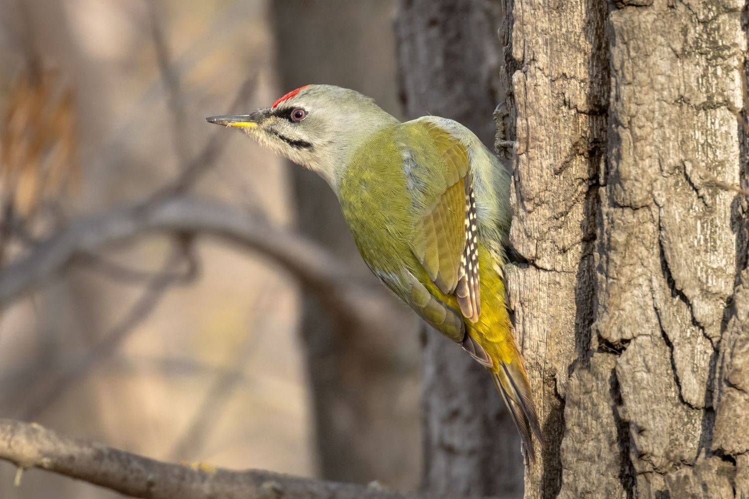 седой дятел, птицы, пернатые, Глебов Сергей
