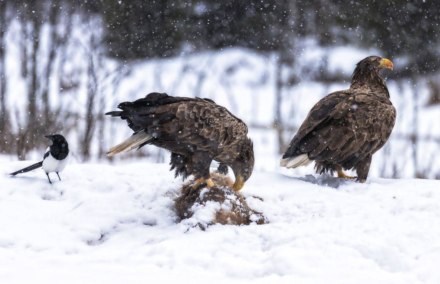 орланы-белохвосты,заповедник,зима, Анатолий Салтыков