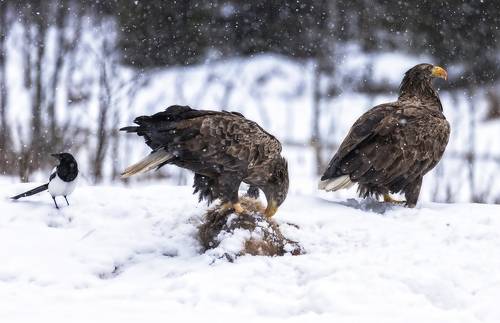 Поел, дай и мне подкрепиться..