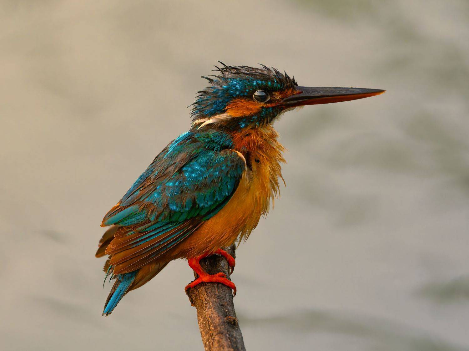 closeup, bird, birds, wild, wings, beauty, nature, swan, feather, spread, little sparrow,animal,animals,nikon,tailorbird,portraitm,eyes,king,kingfisher, G N RAJA