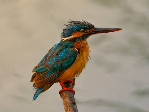 Kingfisher