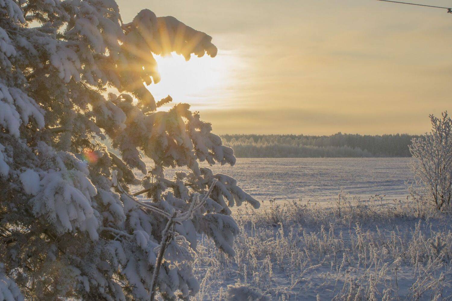 , Галина Луценко