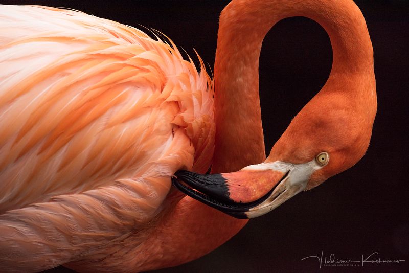 Birds of South Africa фото превью