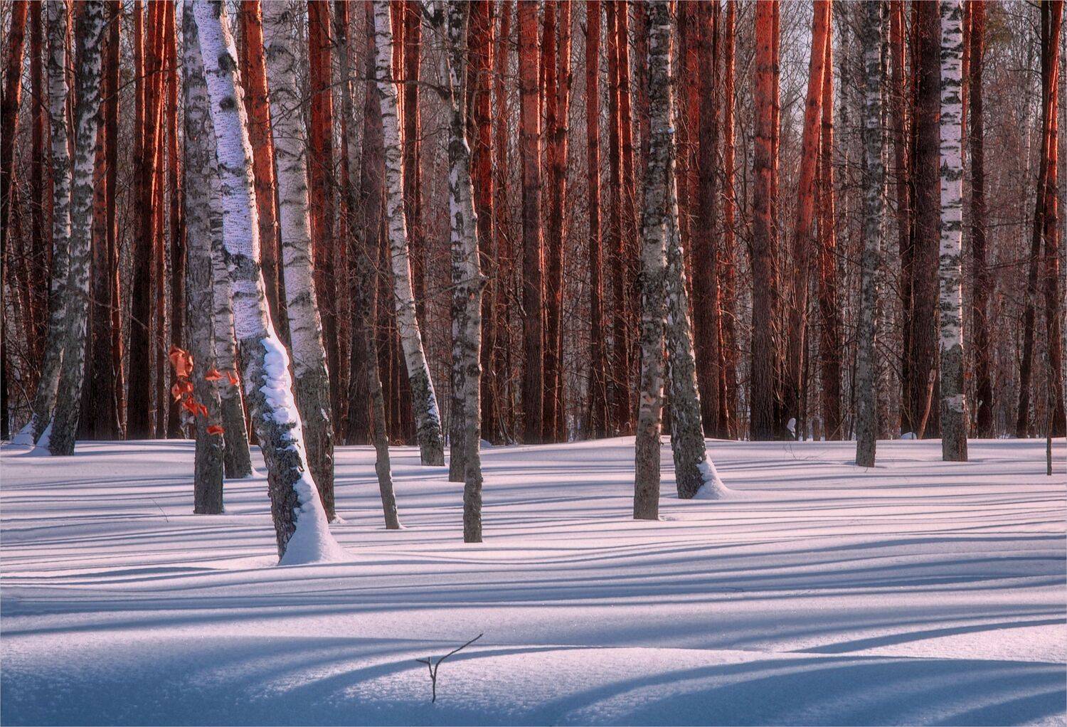 тени снег берёзы сосны, Вера Петри
