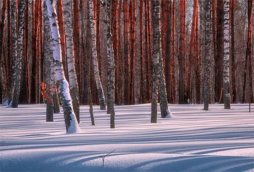 Солнечные дни