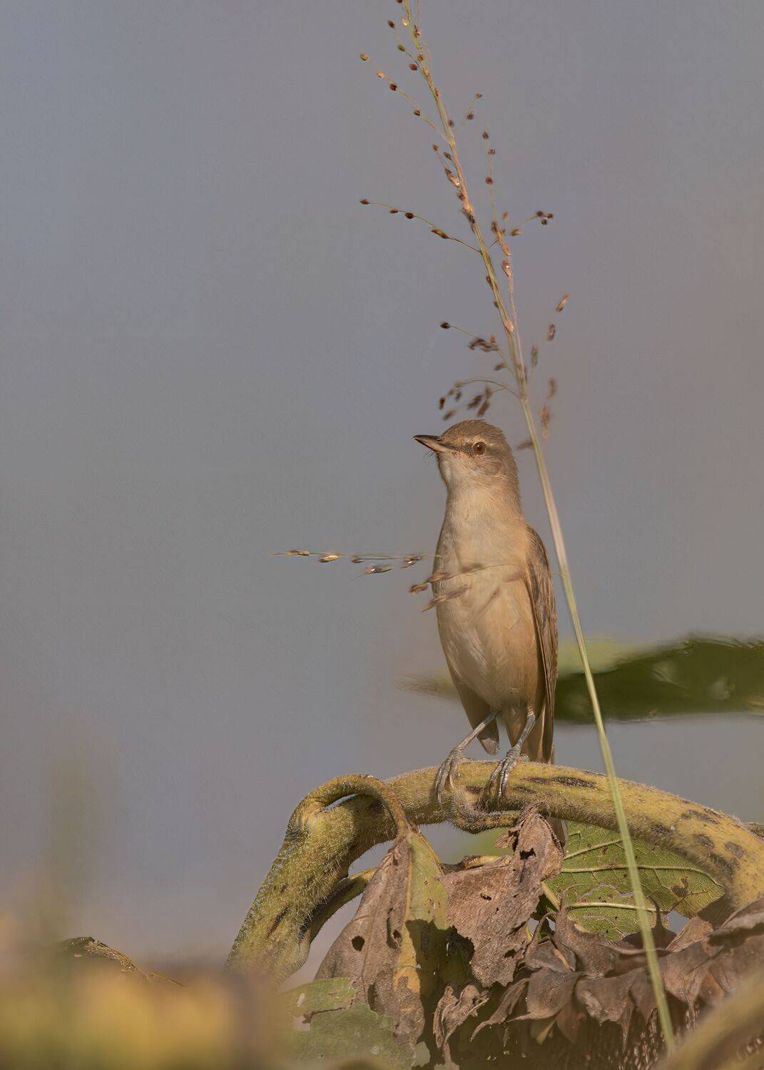дроздовидная, камышовка, Алексей Рыльский