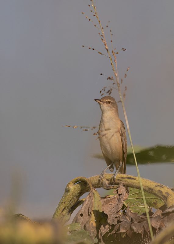 Ах, лето жаркое!! фото превью