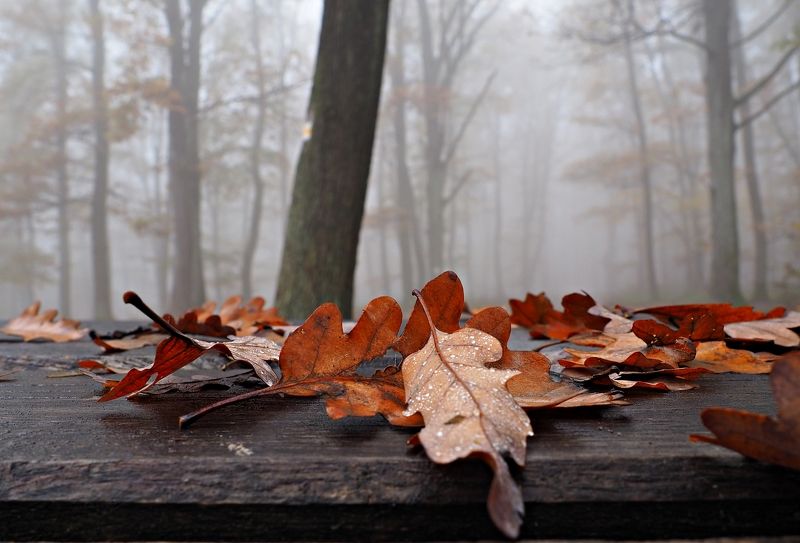 Autumn colors фото превью