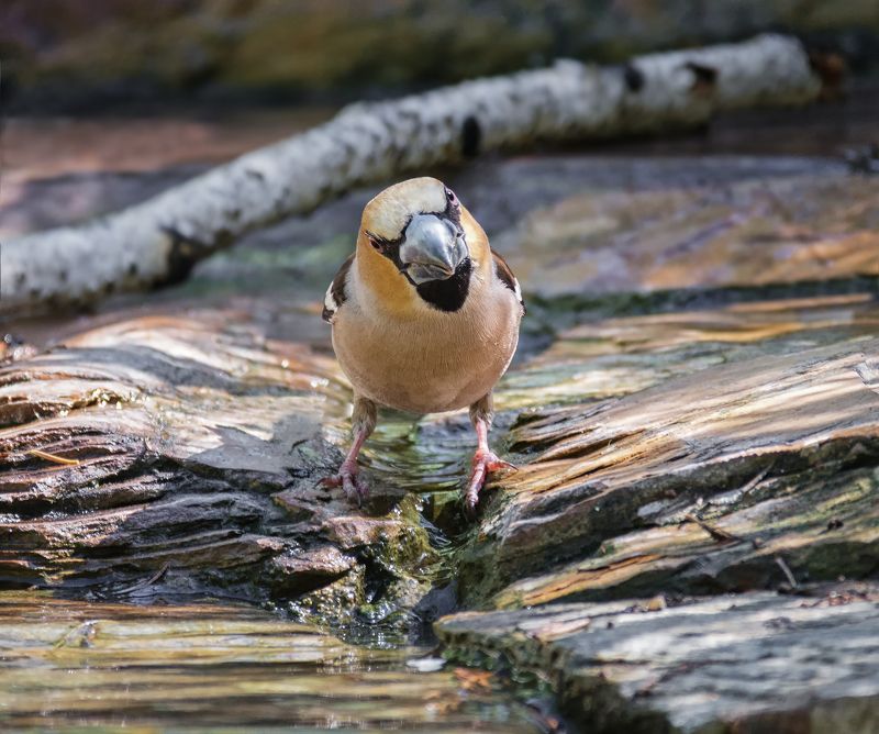 птица, дубонос, водопой, ручей, суровый дубонос на водопое.. фото превью