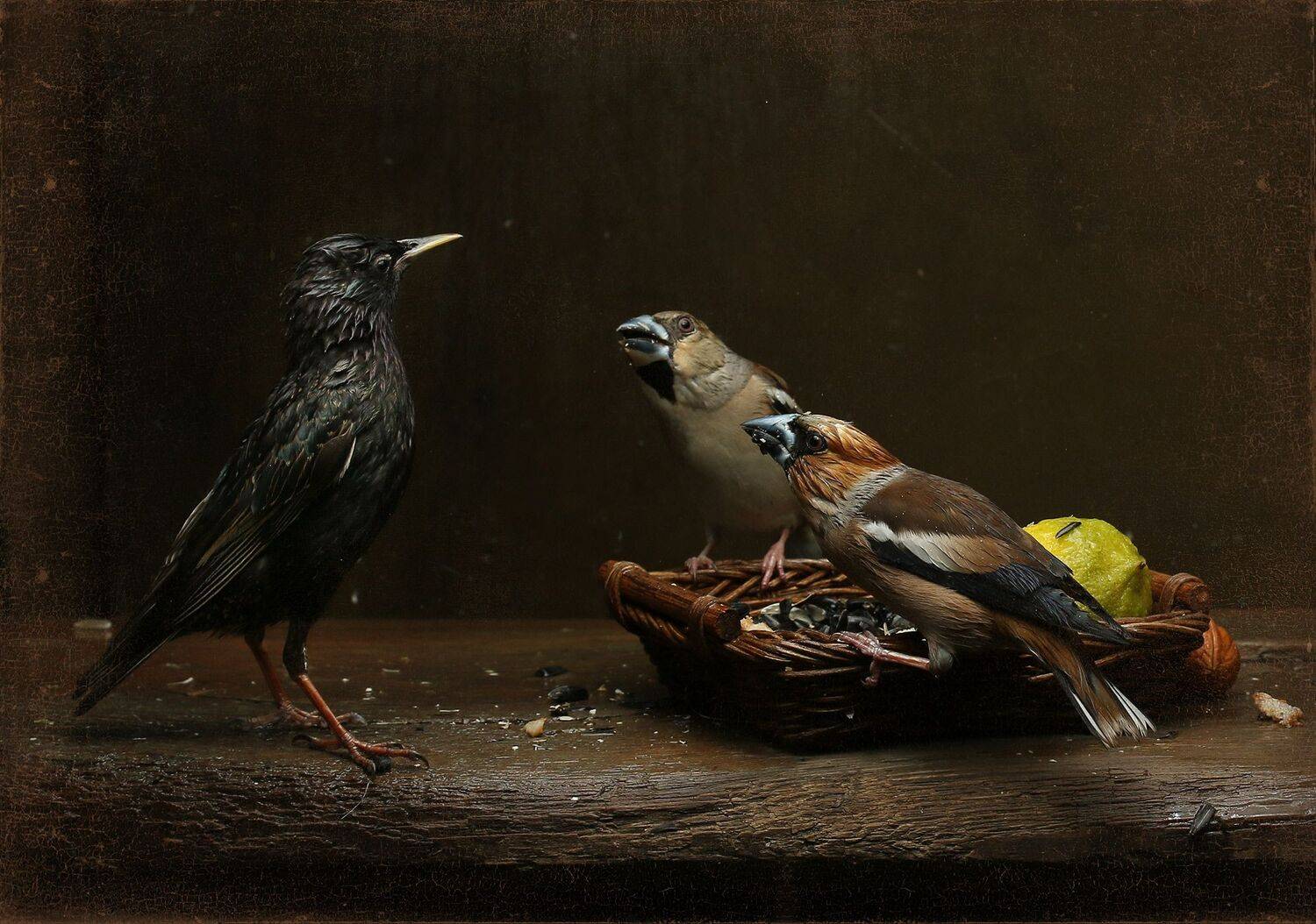 дубонос, скворец, Хромушин Олег