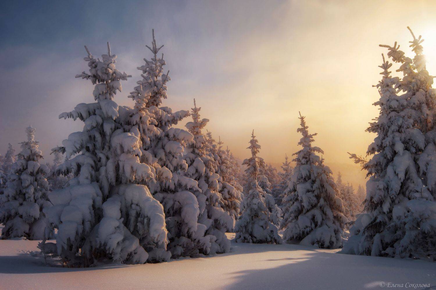 уван, гора уван, челябинская область, зимний лес, зимний пейзаж, зимний лес, лес, закат, Соколова Елена