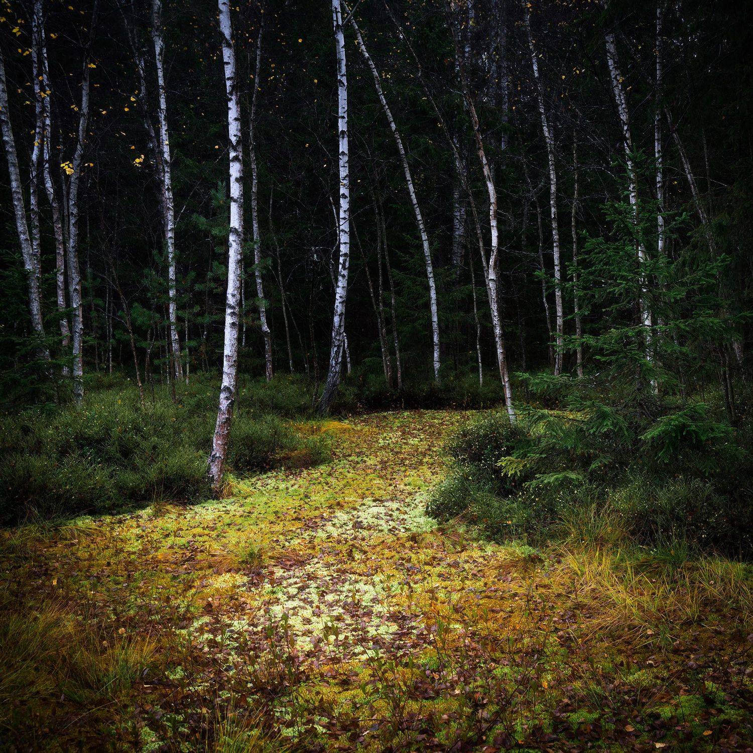 , Константин Калинин