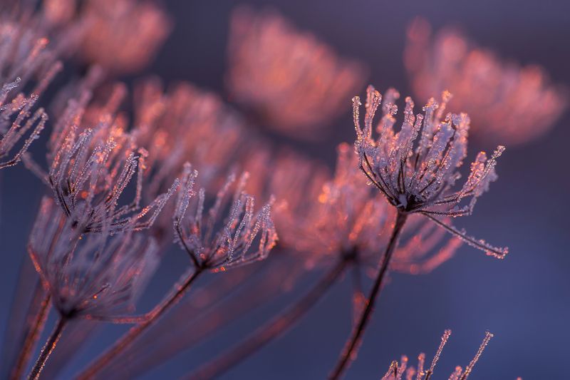 Цветы для Снежной Королевы фото превью