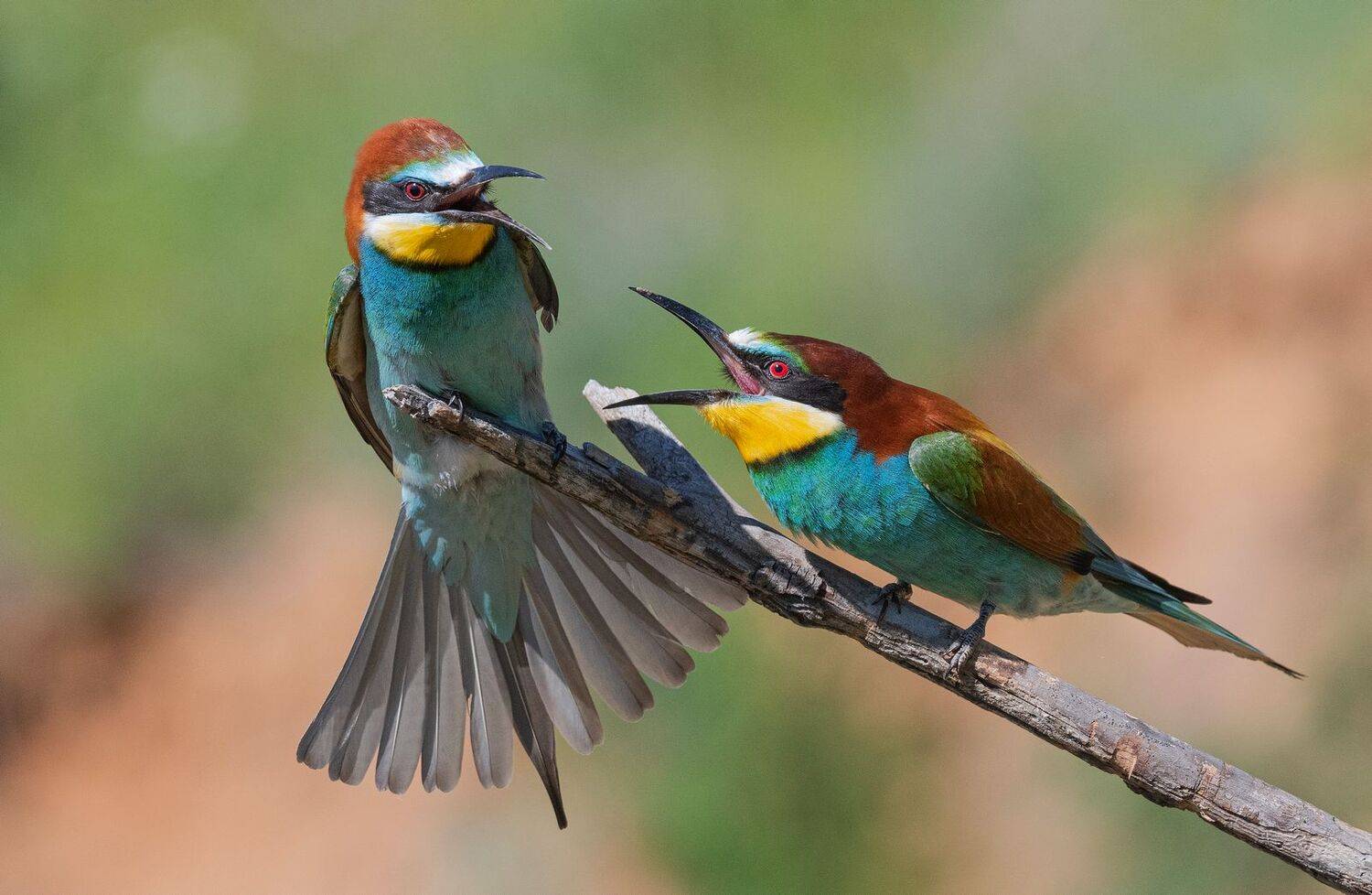 птица щурка весна лето, Руслан Сигушин