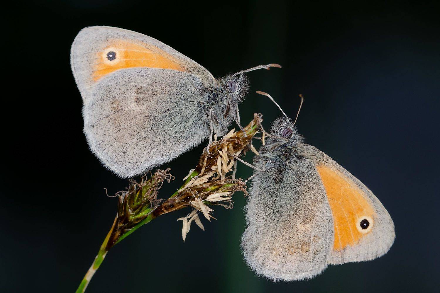 сенница обыкновенная, coenonympha pamphilus, satyridae, сатиры, бабочки, Павел Черенков