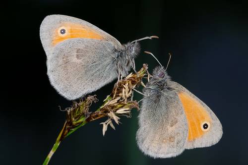 Свидание при вспышках