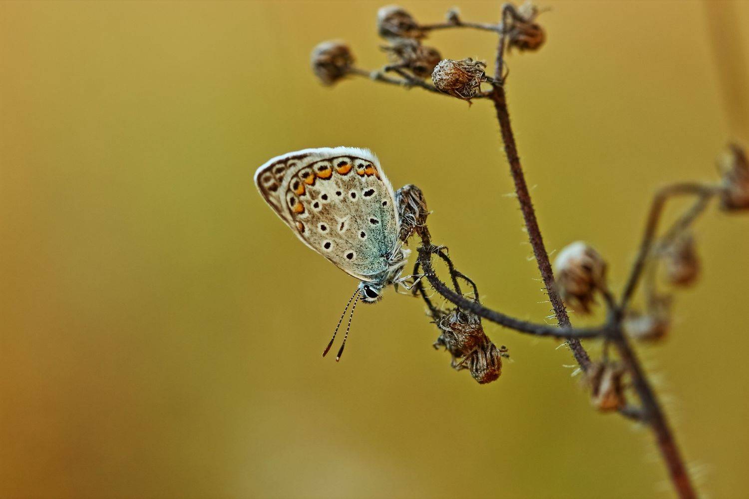 , Олег Резенов