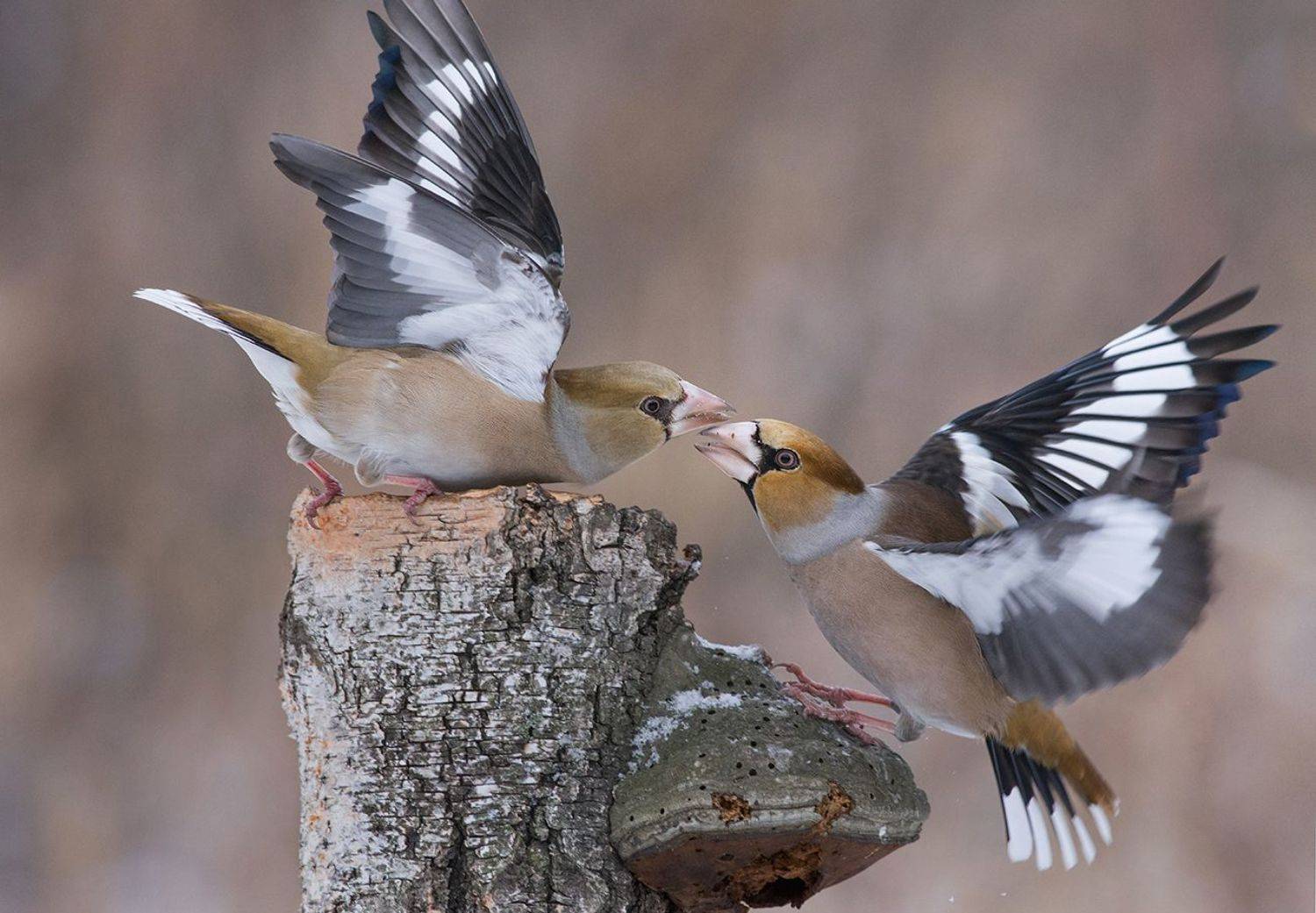 дубоносы,драка,самец,самка, Иван