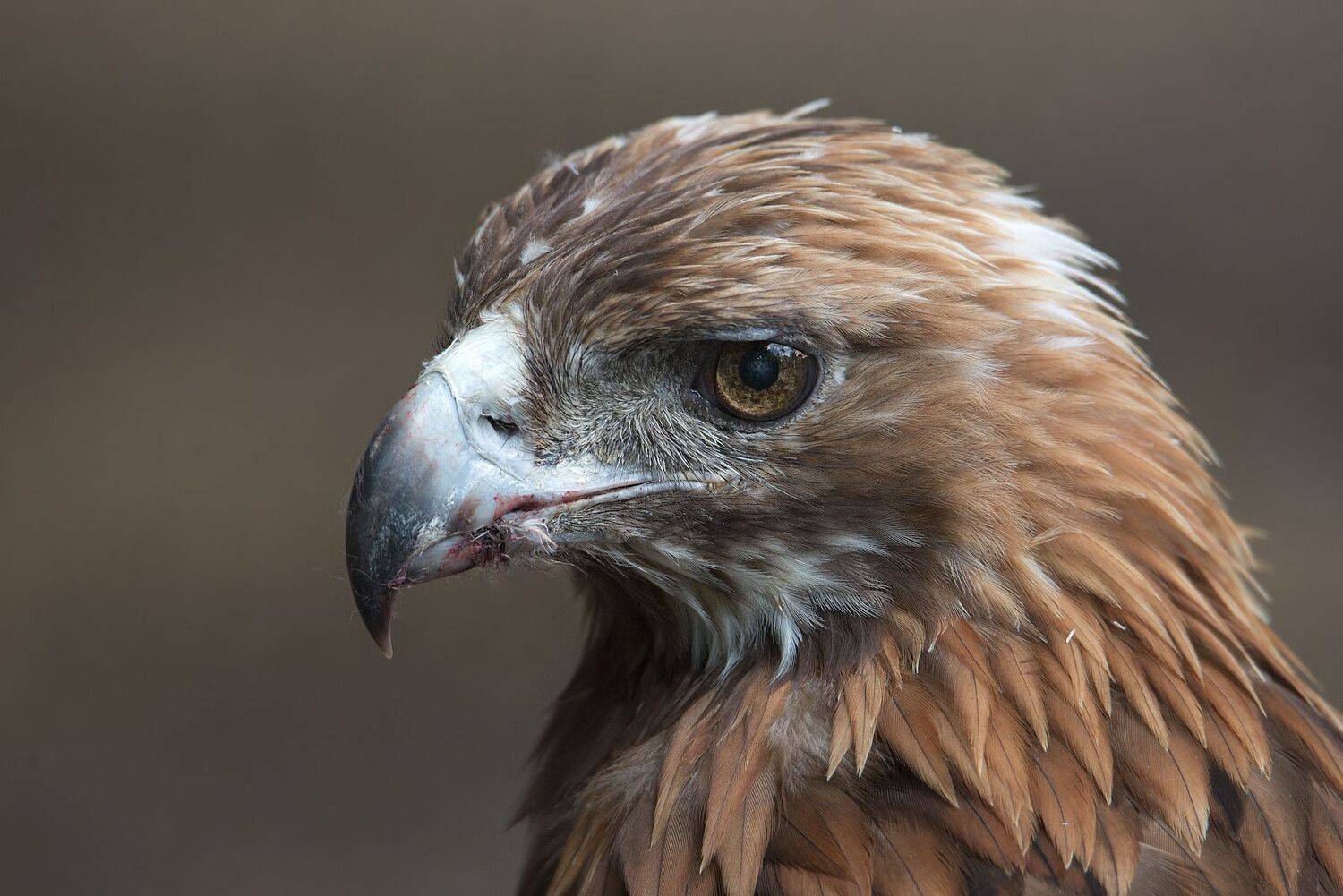 орёл, птица, хищник, Сергей Аникин