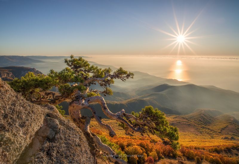 Крымский Бонсай фото превью