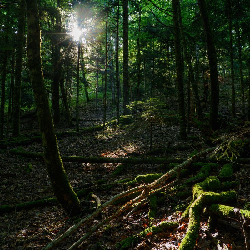 Лесное сияние фото превью