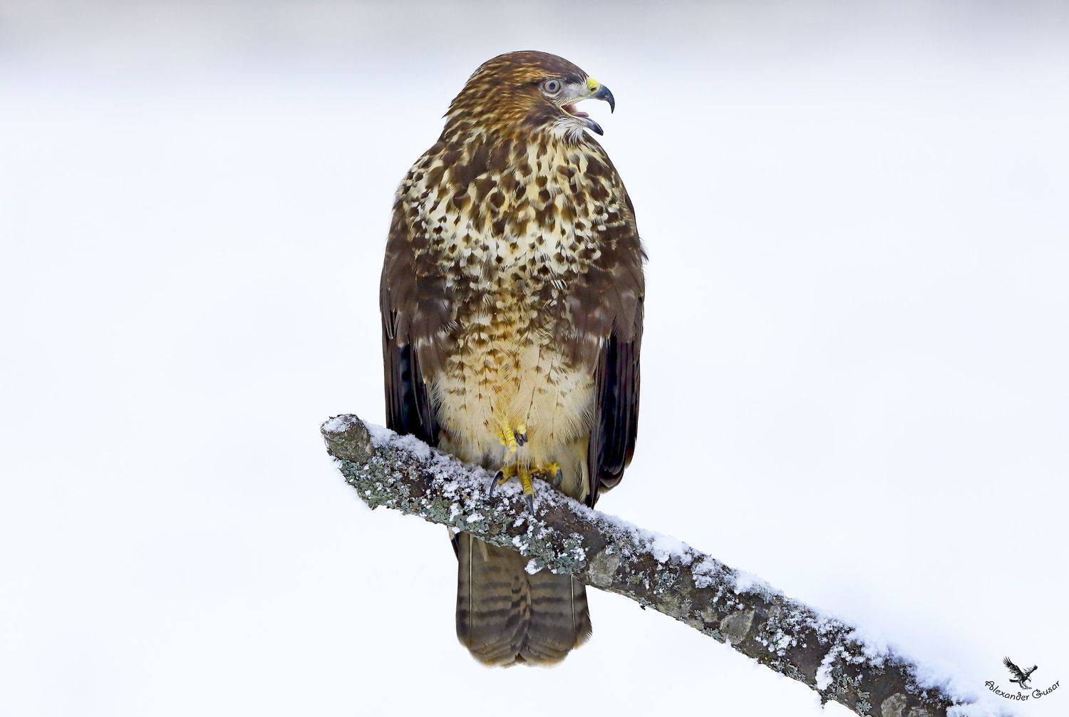 канюк., Александр Гусар