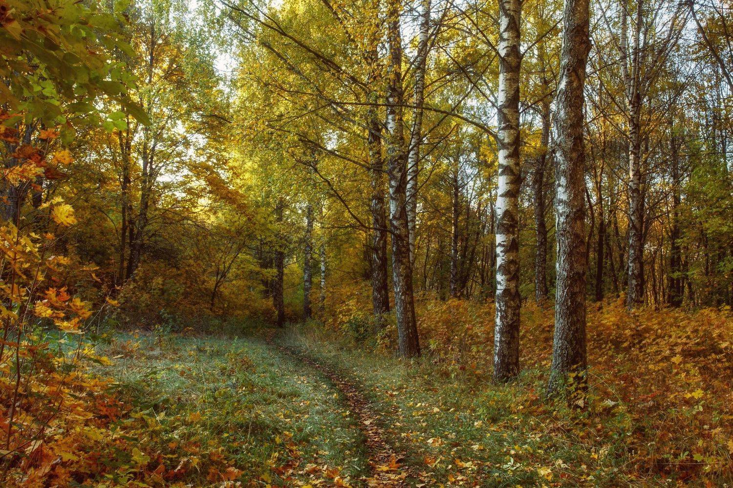 , Сергей Бибиков