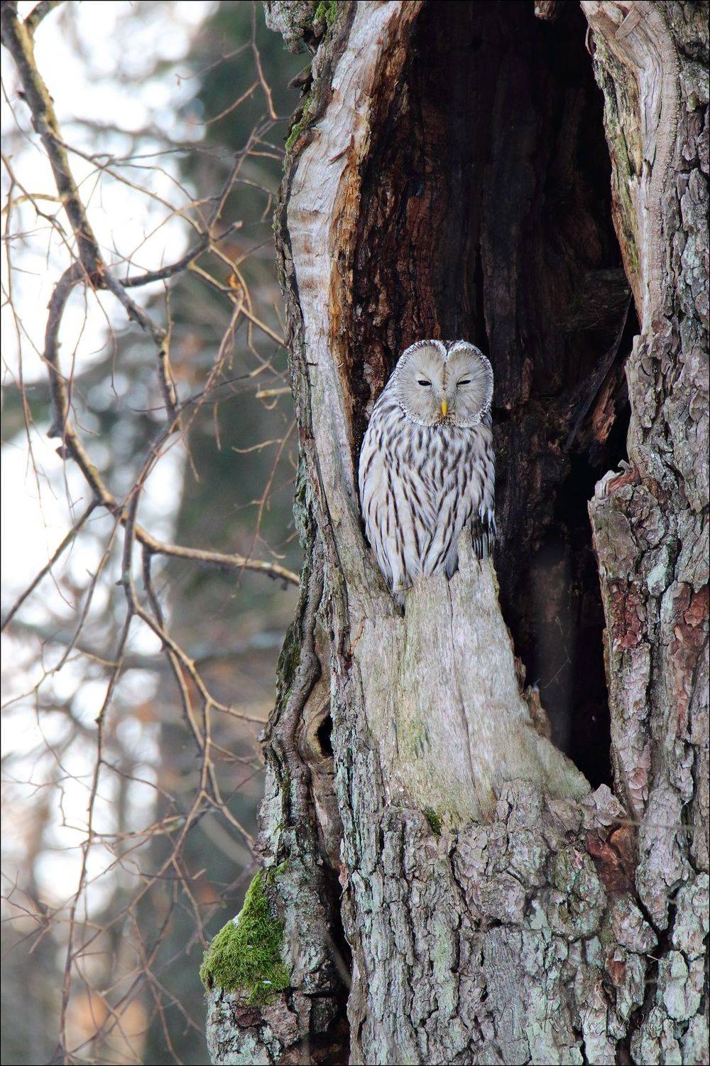 Длиннохвостая неясыть, Ковалевич А.