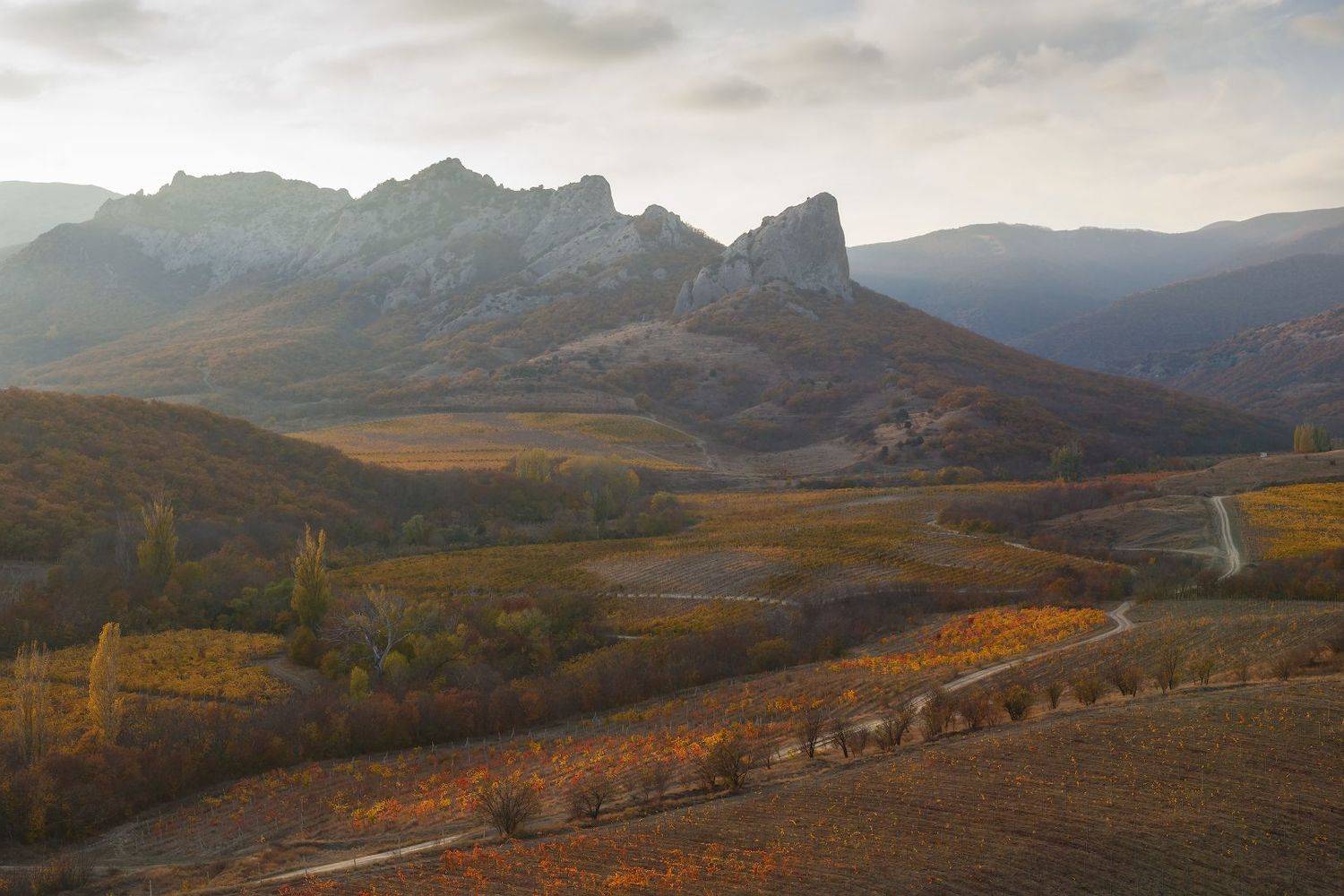 крым, осень, виноградник., Владимир Дубинин