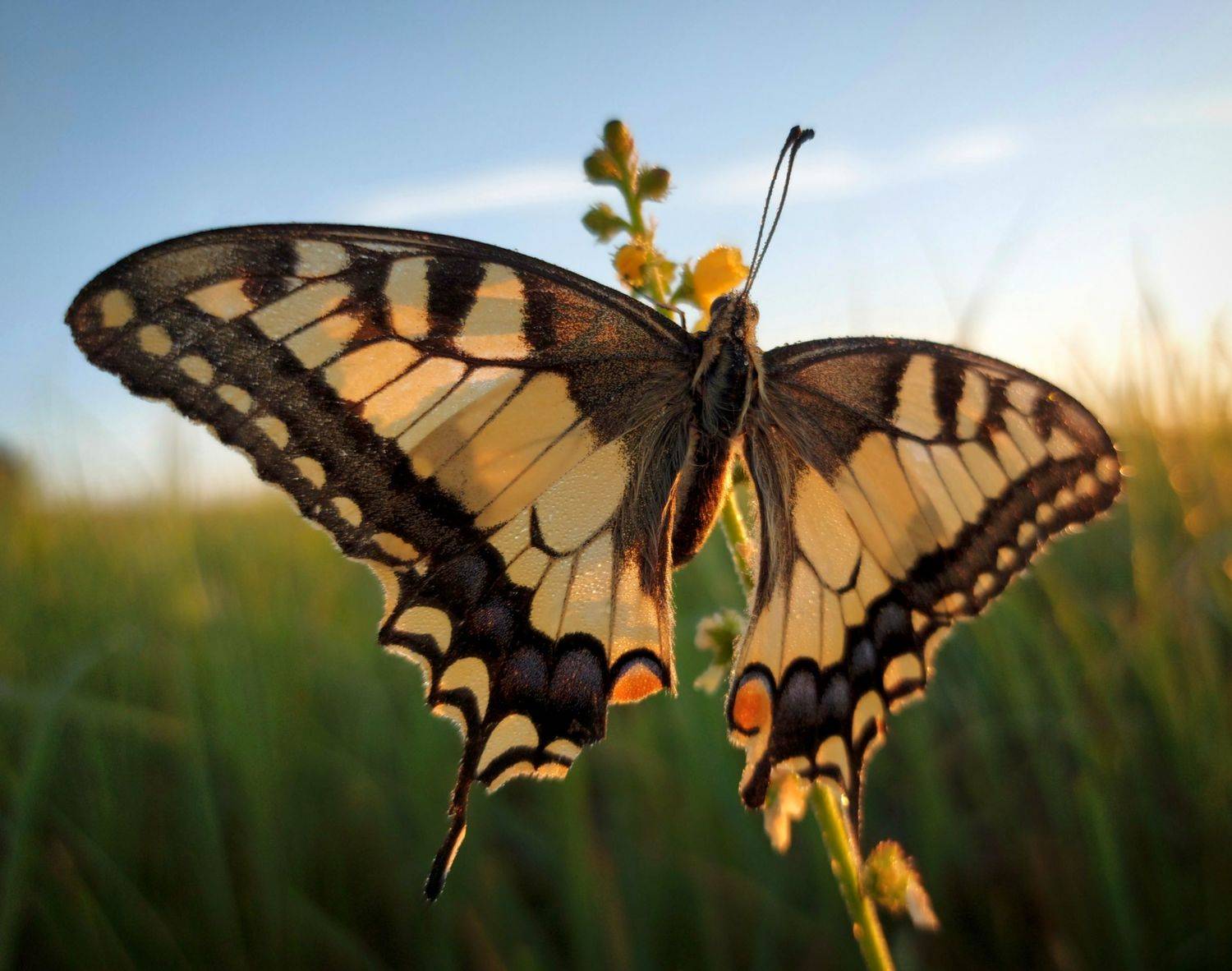 лето, рассвет, бабочка, луг, роса, Валерий Савостьянов