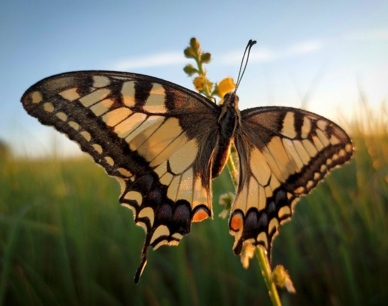 лето, рассвет, бабочка, луг, роса Махаон фото превью