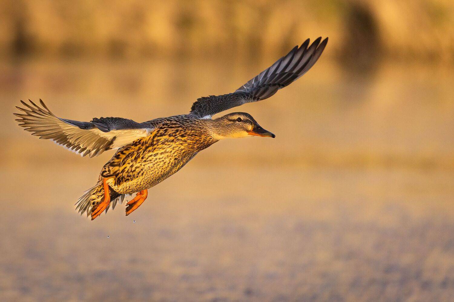 , Robert Adamec