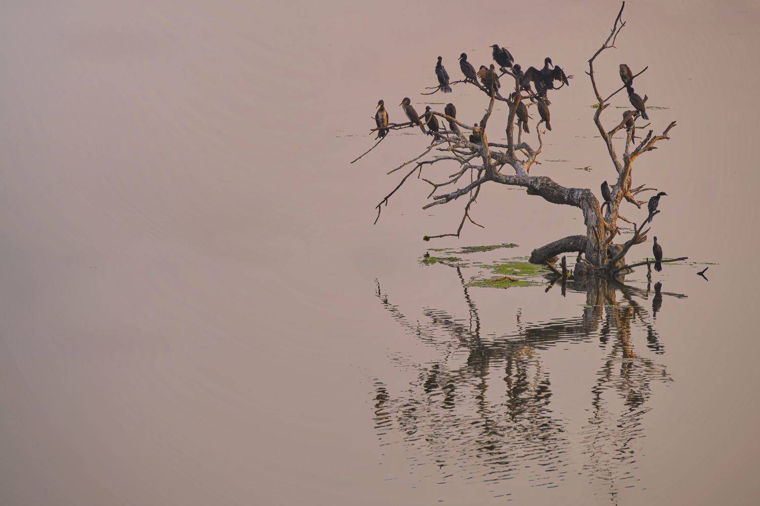 duck, bird, birds, wild, wings, beauty, nature, swan, feather, spread, little cormorant,animal,animals,nikon,swan,pelican,flamingo,water,tree,reflection, G N RAJA