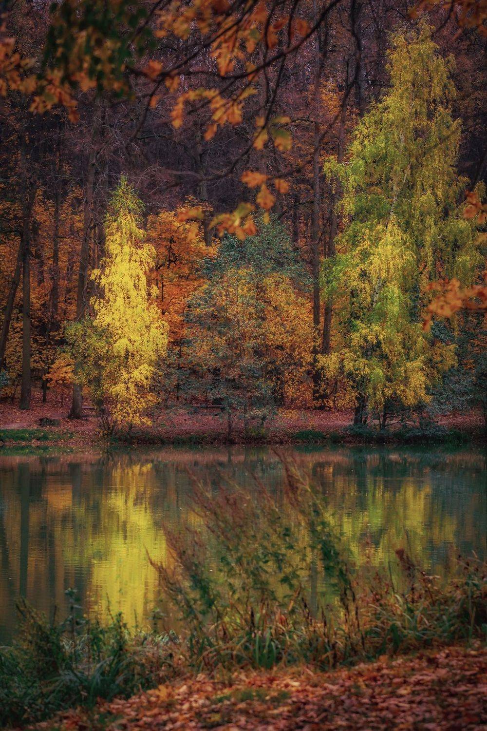 золотаяосень, осень, autumn, goldautumn, природа, nature, landscape, пейзаж, лес, forest, пруд, отражение, Julia Kaissa