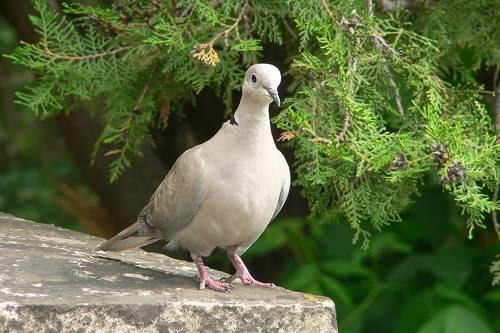 Кольчатая горлица (Streptopelia decaocto).