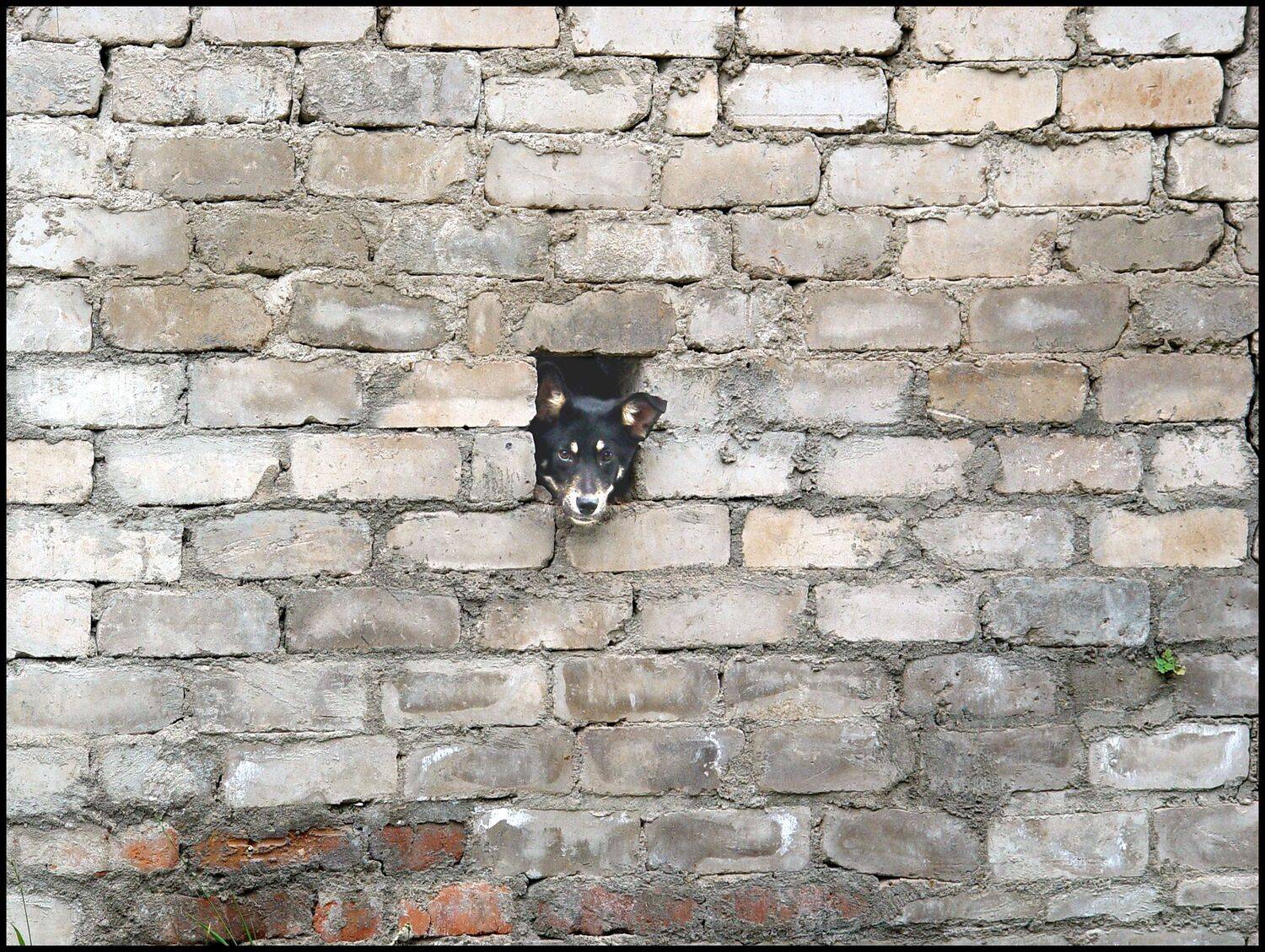 , Меднов Влад